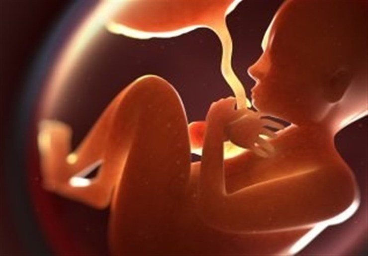 مغز جنین در دوران قبل از تولد